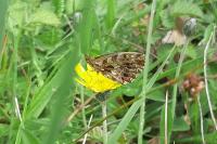 Boloria dia