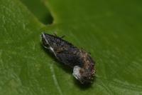 Coleophora ibipennella