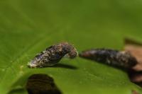 Coleophora ibipennella