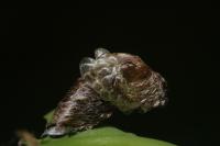 Coleophora kuehnella