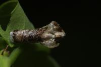 Coleophora kuehnella