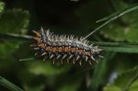 Melitaea didyma