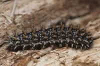 Melitaea parthenoides