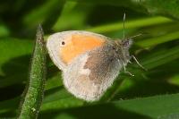 Coenonympha pamphilus