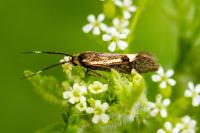 Esperia sulphurella