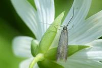 Coleophora lutarea