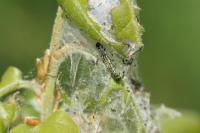Orthosia miniosa