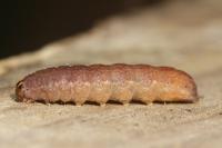 Leptologia macilenta