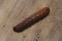 Leptologia macilenta