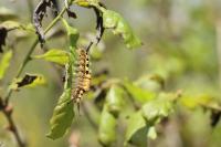 Orgyia recens