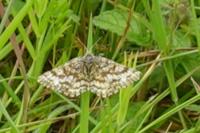 Ematurga atomaria