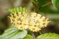 Pseudopanthera macularia