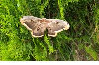 Saturnia pyri