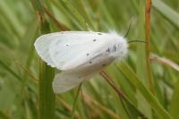 Diaphora mendica