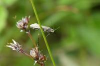 Glyphipterix fuscoviridella