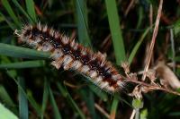 Eriogaster catax