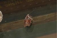 Acleris variegana