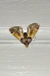 Pyralis farinalis