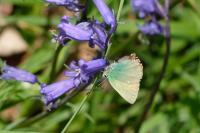 Callophrys rubi