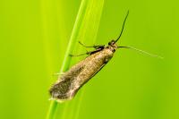 Glyphipterix fuscoviridella