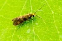 Micropterix tunbergella