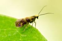 Micropterix tunbergella