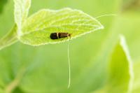 Nemophora degeerella