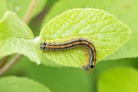 Malacosoma neustria