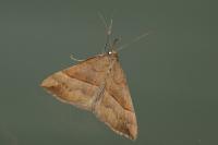 Hypena proboscidalis