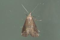 Schrankia costaestrigalis