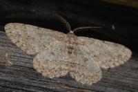 Hypomecis punctinalis