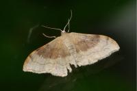 Idaea degeneraria