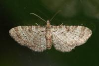 Pasiphila chloerata