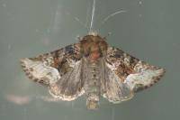 Oligia strigilis/versicolor