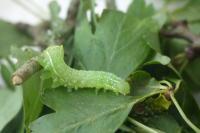 Amphipyra pyramidea