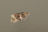 Celypha lacunana