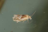 Eucosma