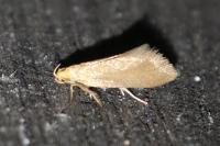 Crassa tinctella