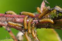 Nymphalis
