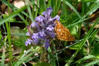 Boloria euphrosyne