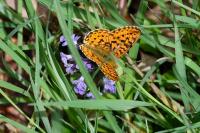 Boloria euphrosyne