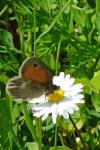 Coenonympha pamphilus