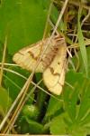 Aspitates ochrearia