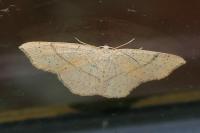 Cyclophora punctaria