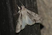 Acronicta sp (psi/tridens)