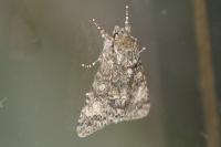 Acronicta megacephala