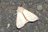 Spilosoma lubricipeda