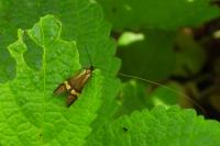 Nemophora degeerella
