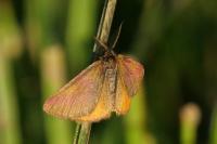 Lythria cruentaria