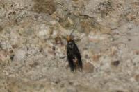 Spuleria flavicaput